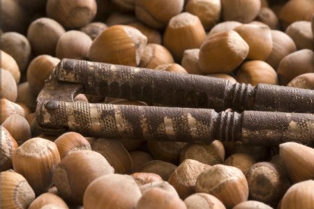 Диетолог Гажарова сообщила, что орехи защищают от сердечно-сосудистых заболеваний
