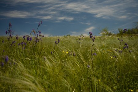 Натуропат Юровский назвал травы, способные заменить антидепрессанты