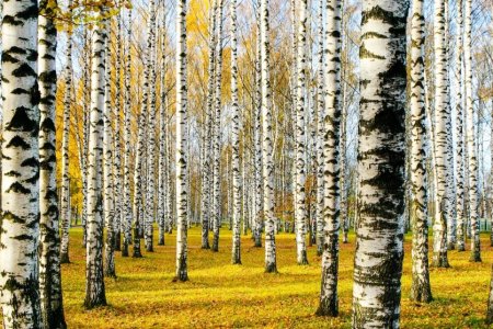 Иммунолог Болибок назвал самые опасные для аллергиков деревья