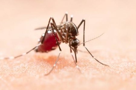 Иммунолог Болибок рассказал, чем опасны комариные укусы