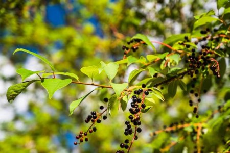 Врачи заявили, что плоды черемухи могут быть опасны для здоровья